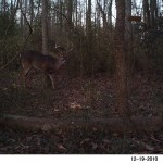 Bushnell Trophy Cam 8point Bushnell Trophy Cam 8point
